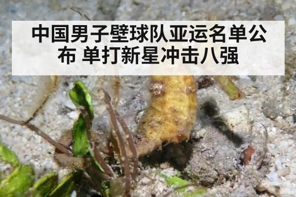 中国男子壁球队亚运名单公布 单打新星冲击八强